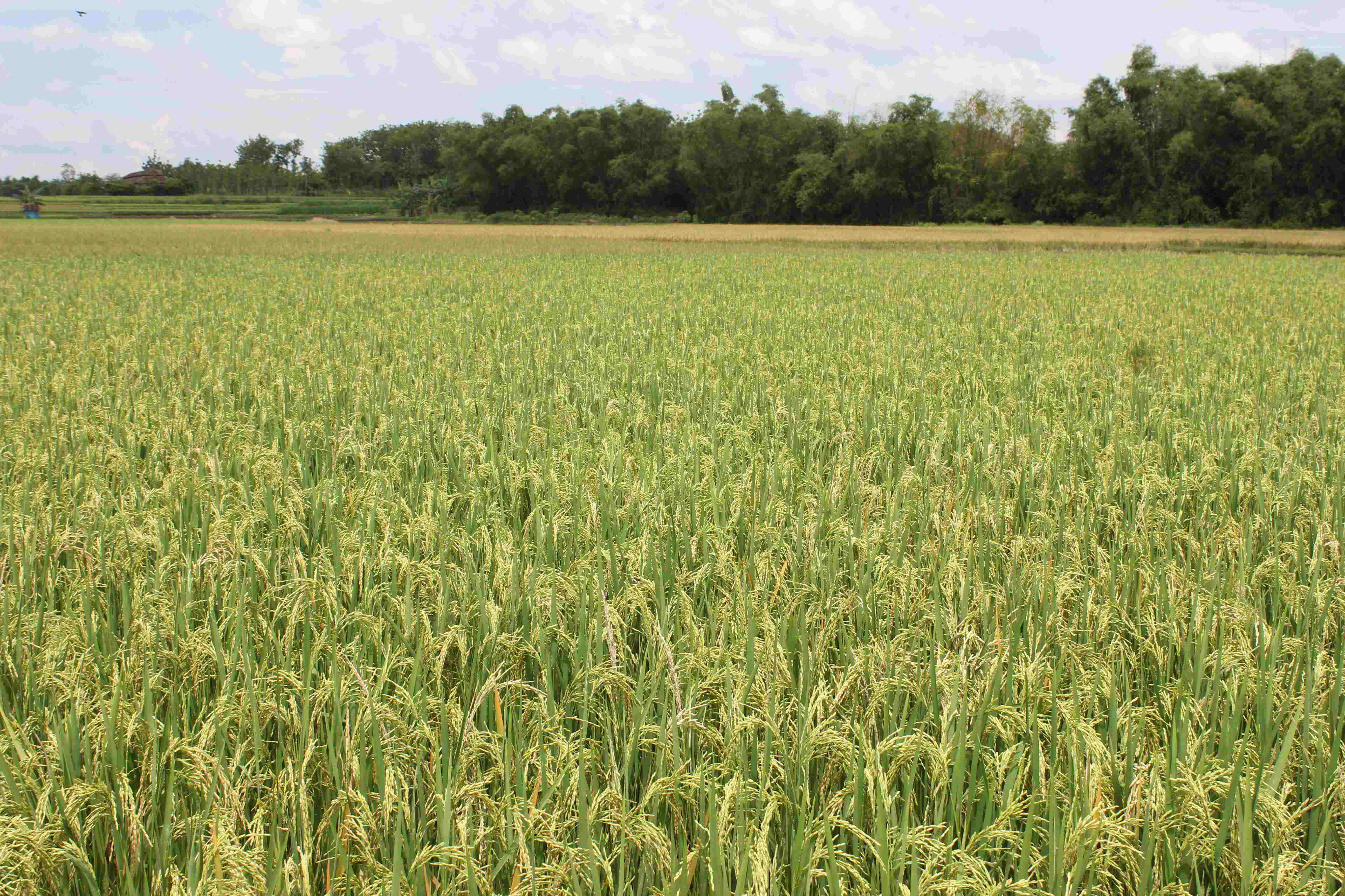 Sawah Padi Desa Negeri Ratu